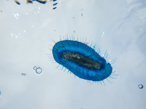 Velella (velella velella) or by-the-wind sailor washed up on beach in Mediterranean sea, Velella (aka by-the-wind sailor) blue jellyfish on underwater, Underwater macro photo of a velella jellyfish.