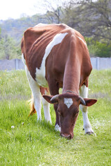 Cow grazing in a meadow, front view