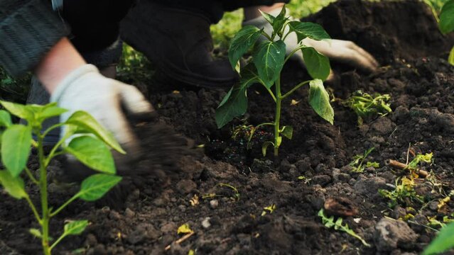 Planting pepper seedlings in the garden. Growing pepper in your own garden. Vegetable farming. Homemade organic vegetables. Planting seedlings.