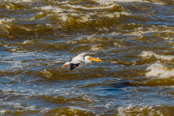 American White Pelican Flying Over The Rapids In Spring