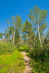 Forested Path Along the Shores of Lake Winnepeg