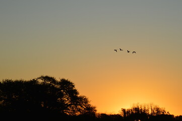 pajaros rurales en pleno vuelo sobre el cielo en el atardecer