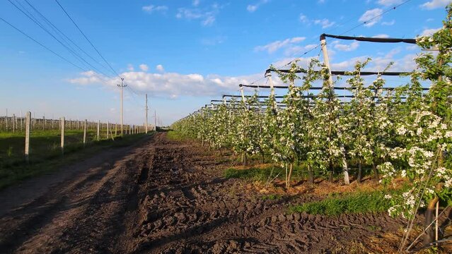 Blooming industrial apple orchard on a trellis against a blue sky
