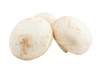 mushroom, champignon, isolated on white background, full depth of field