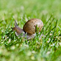 Closeup of snail crawling through green grass Malibu California