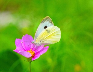 butterfly on a flower