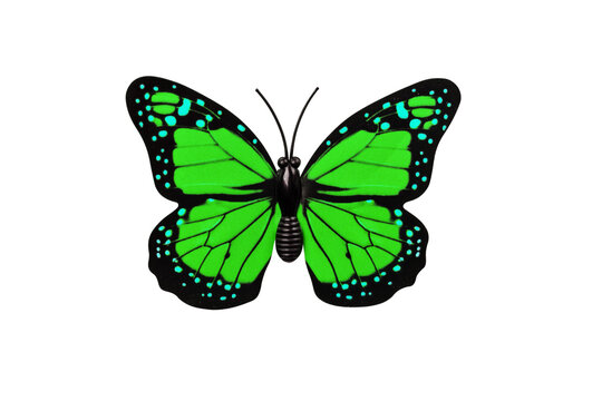 Green butterfly isolated on white background top view. Butterfly as an element for design.