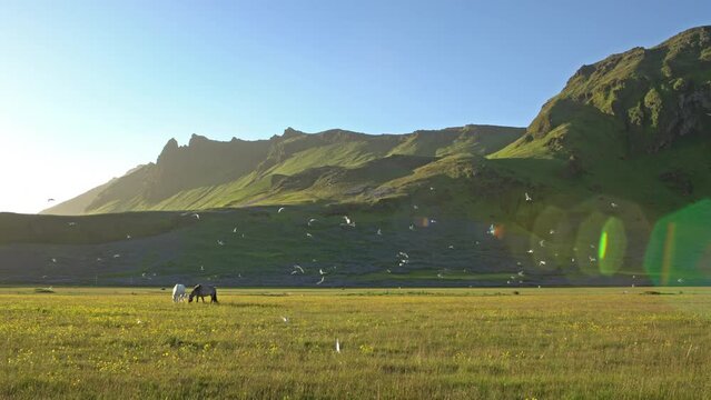 Horses grazing under arctic tern birds, Iceland summer, lens flare