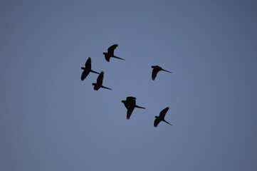 pajaros rurales en pleno vuelo sobre el cielo en el atardecer