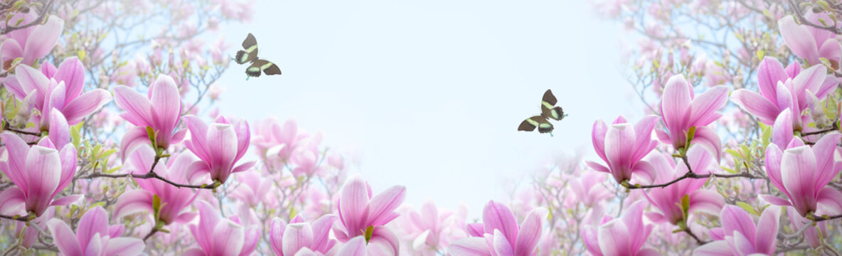 Magnolia flowers with elegant pink petals blooming in spring green fairy tale garden and two butterflies flying in sky on mysterious floral sunny background, beautiful nature park landscape banner.