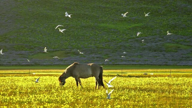 Horse grazing in meadow swarmed by arctic tern birds, slow motion, Iceland