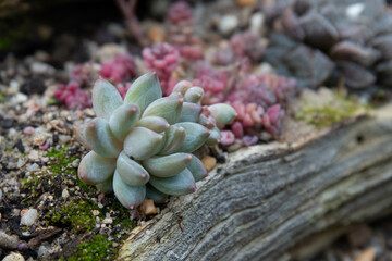 Close up Modern design and planning of Succulent Garden