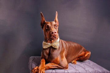 Brown Dobermann dog photo shooting in studio