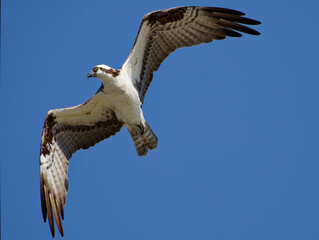 Osprey searching for its mate. Flying over the Anclote River in Tarpon Springs, Florida. Unusual view with underside of wings in remarkable detail.