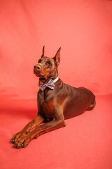 Obraz premium Brown Dobermann dog photo shooting in studio