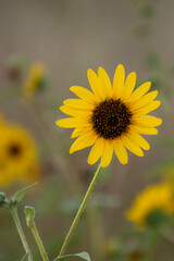 sunflower in the garden