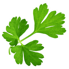 Parsley isolated on white background, full depth of field