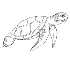 Obraz premium Vector outlined turtle cartoon design. Stylized vector turtle. Style turtle tattoo. Vector of turtle design on a white background. Reptile. Animals. Easy editable layered vector illustration.