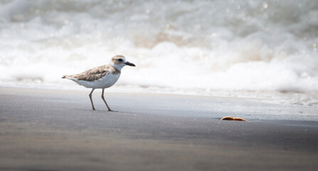 seagull on the beach