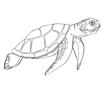 Vector outlined turtle cartoon design. Stylized vector turtle. Style turtle tattoo. Vector of turtle design on a white background. Reptile. Animals. Easy editable layered vector illustration.