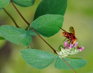 butterfly on a flower