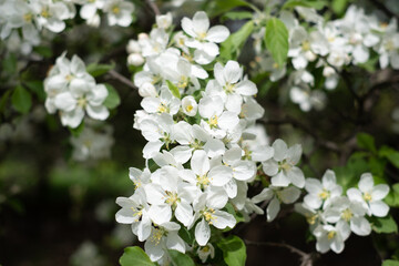 white, pink apple blossoms, apple blossoms, apple blossoms, single flowers, blossoming branches