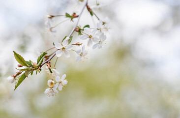 Cherry blossom in spring for background or copy space for text.
