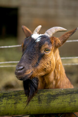 Close up view of goat at a farm. Blurred background.