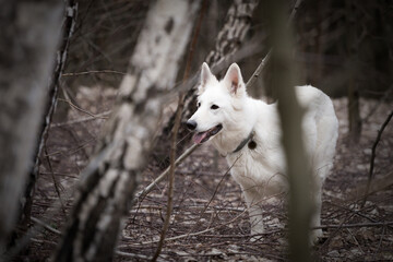 White swiss shepherd in the forest. Selective focus. - obrazy, fototapety, plakaty
