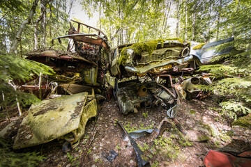Forgotten car scrapyard overgrown with plants in the woods