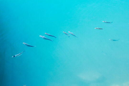 Small fish swims in the mediterranean turquoise sea