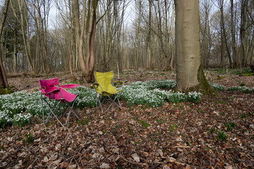 Seats in the forest