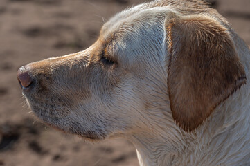 Close up head shot of a wet yellow labrador