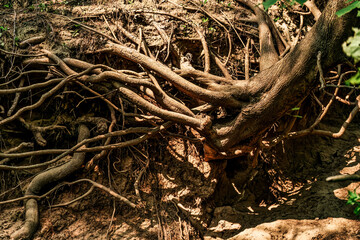 Tree trunk and roots exposed in the side of a collapsing sandy hillside seen in the warm bright afternoon sunlight