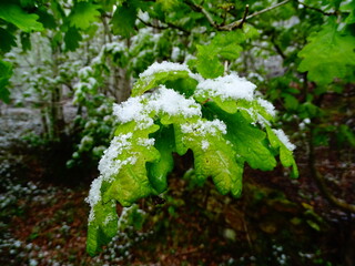 Primer plano de hojas de roble (Quercus robur) cubiertas de una fina capa de nieve primaveral