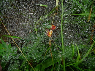 Primer plano de una tela de araña con gotas de rocío