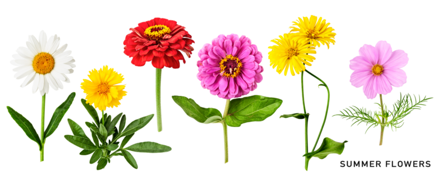 Summer daisy flowers set isolated. PNG with transparent background. Flat lay, top view. Design element. Without shadow.