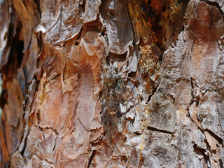 cigale locust blending with tree texture