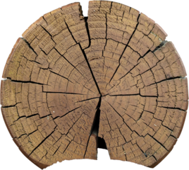 Tree trunk cut