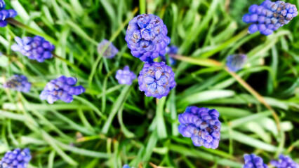 Muscari. Blooming muscari on a flower bed in the park. - 600560378