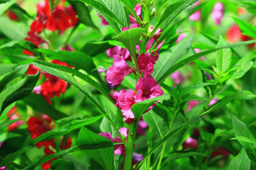 African Touch-me-not or Garden Balsam or Buzzy Lizzy or Busy Lizzy or Busy Lizzie flowers