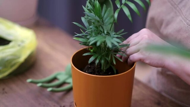 Experience the joys of home gardening as you care for your plants with love, close up of flower plant and gardening tools 