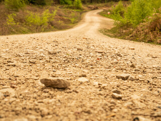 dirt road in the forest