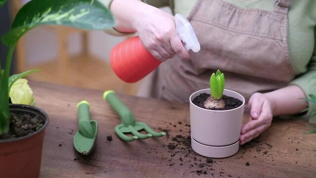 close up home gardening and house plant care, flower pot with hyacinthus, gardening tools, and repotting techniques using a trowel and rake on wooden table 