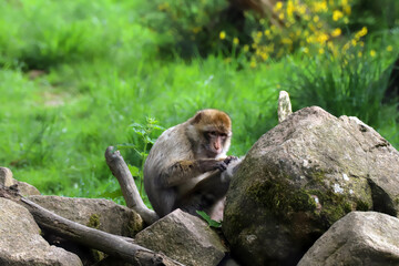 Macaque de Barbarie,Magot, macaque Berbère
