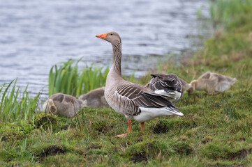 Anser anser, greylag goose, oie cendrée