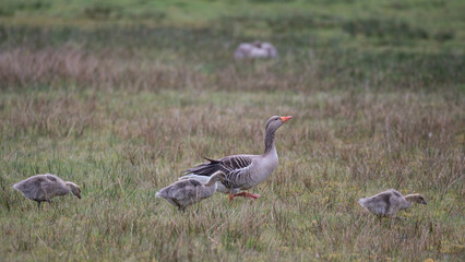 Anser anser, greylag goose, oie cendrée