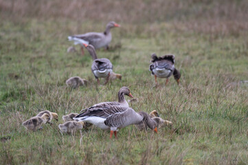 Anser anser, greylag goose, oie cendrée