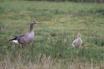 Anser anser, greylag goose, oie cendrée