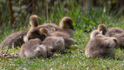 Anser anser, greylag goose, oie cendrée